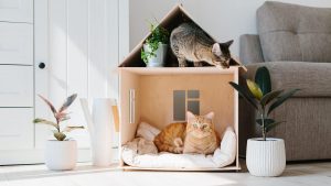 Marseille : des animaux cherchent un nouveau foyer via des annonces immobilières