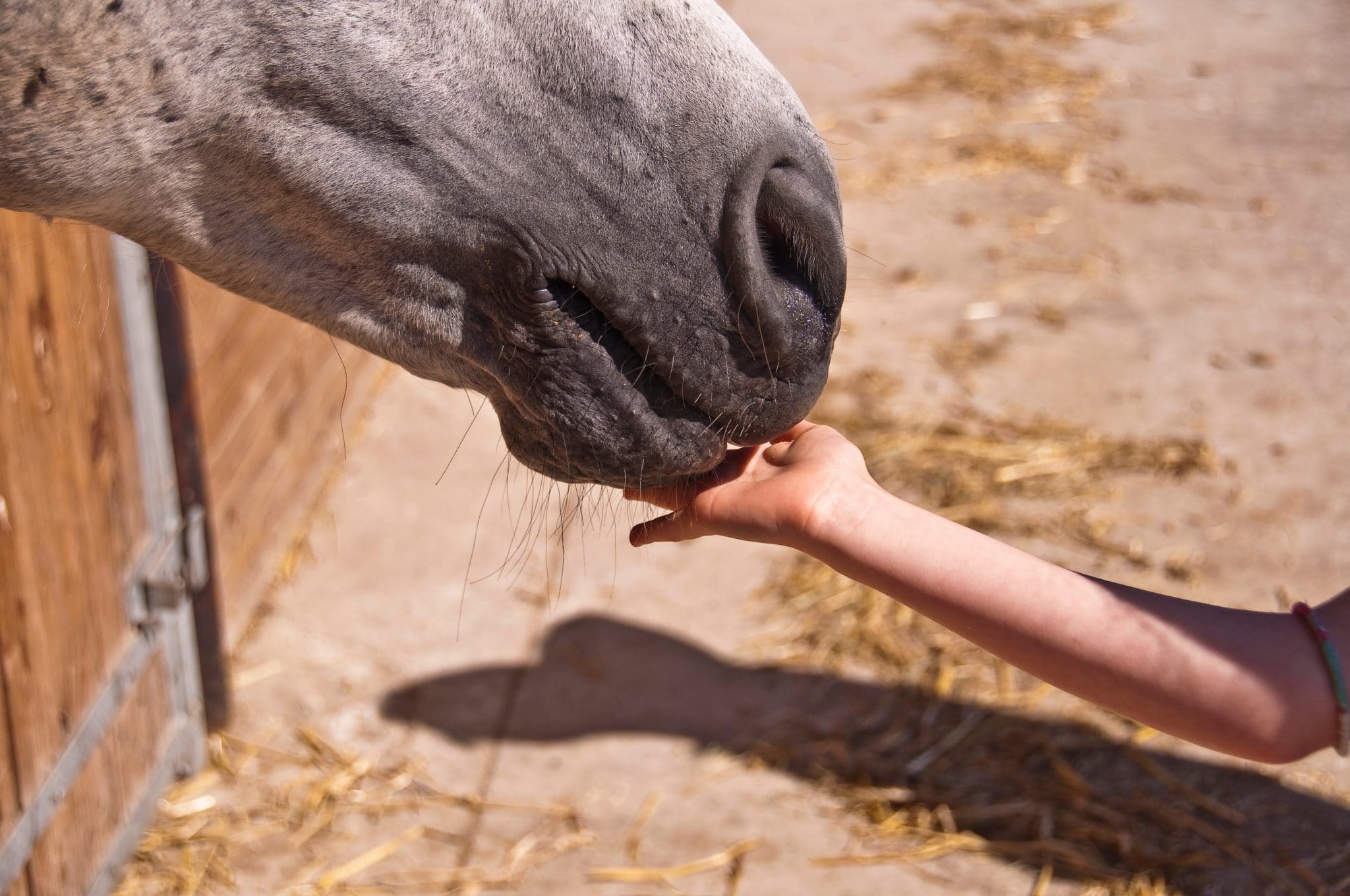 Cheval équicoaching equo