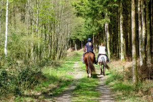 Équitation, bien-être animal et écologie chez Equi Feeling