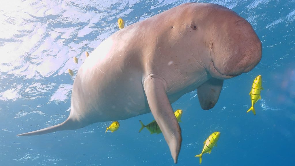 Animaux : le dugong, une incroyable sirène des fonds marins