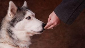 Les chiens détecteraient les crises d’épilepsie grâce à leur odorat