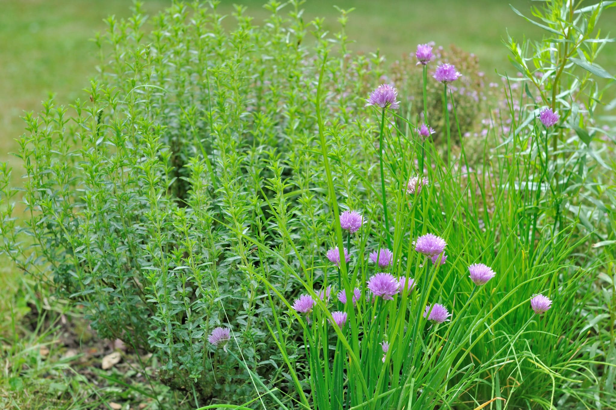 herbes aromatiques dans jardin