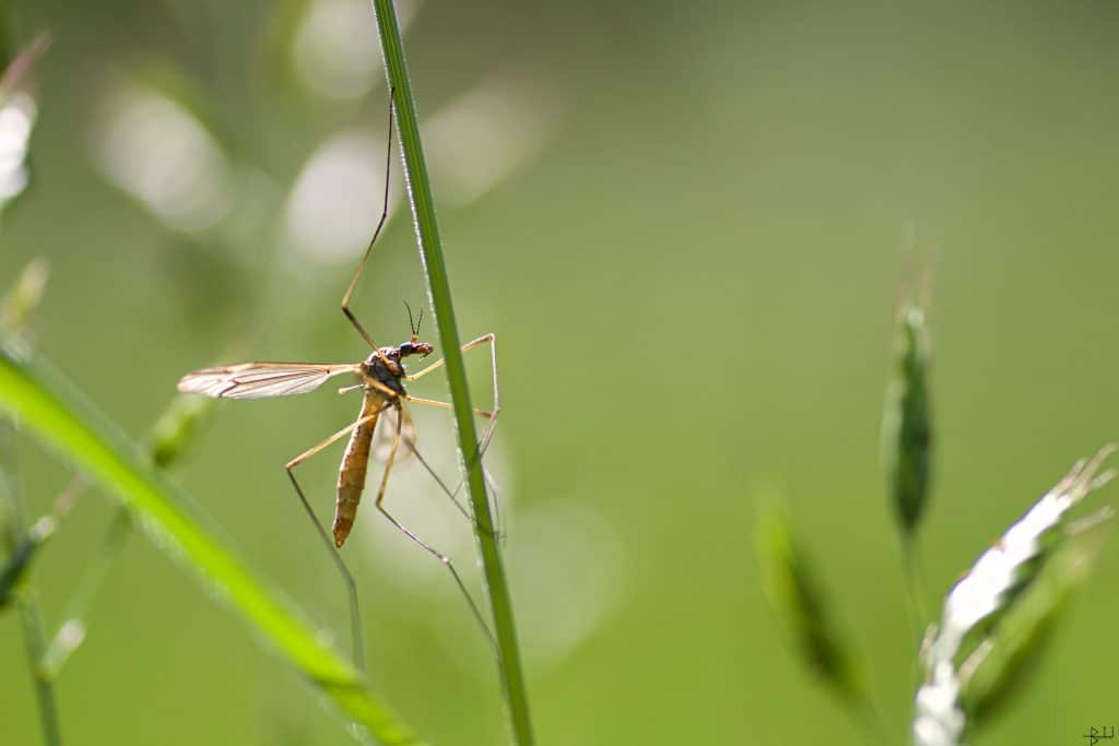 Nouveauté : la jardinière connectée qui éloigne les moustiques tigres
