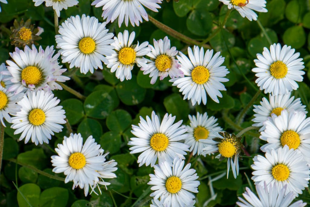 Bien-être : à Nice, elle fait découvrir les plantes sauvages 