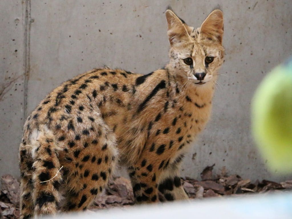 Loire : Tonga Terre d’accueil vient en aide aux animaux sauvages