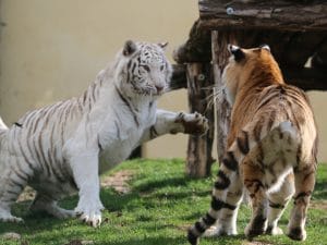 Loire : Tonga Terre d’accueil vient en aide aux animaux sauvages