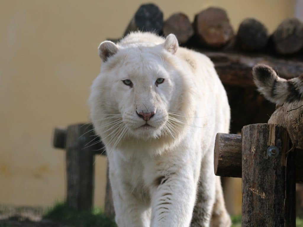 Loire : Tonga Terre d’accueil vient en aide aux animaux sauvages