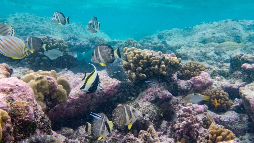 L’ambassade des océans préserve la biodiversité sous-marine