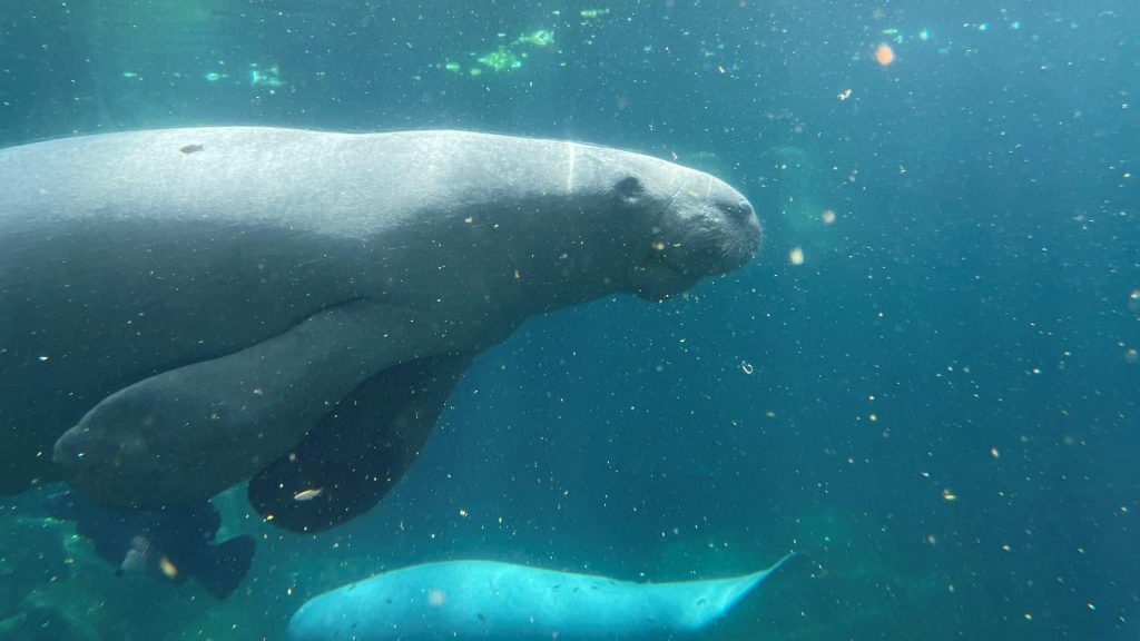 Le parc zoologique de Paris, engagé dans la cause animale 