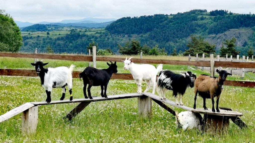 Haute-Loire : une ferme offre « une seconde chance » aux animaux