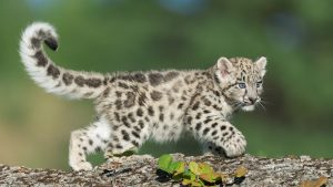 léopard d'Anatolie