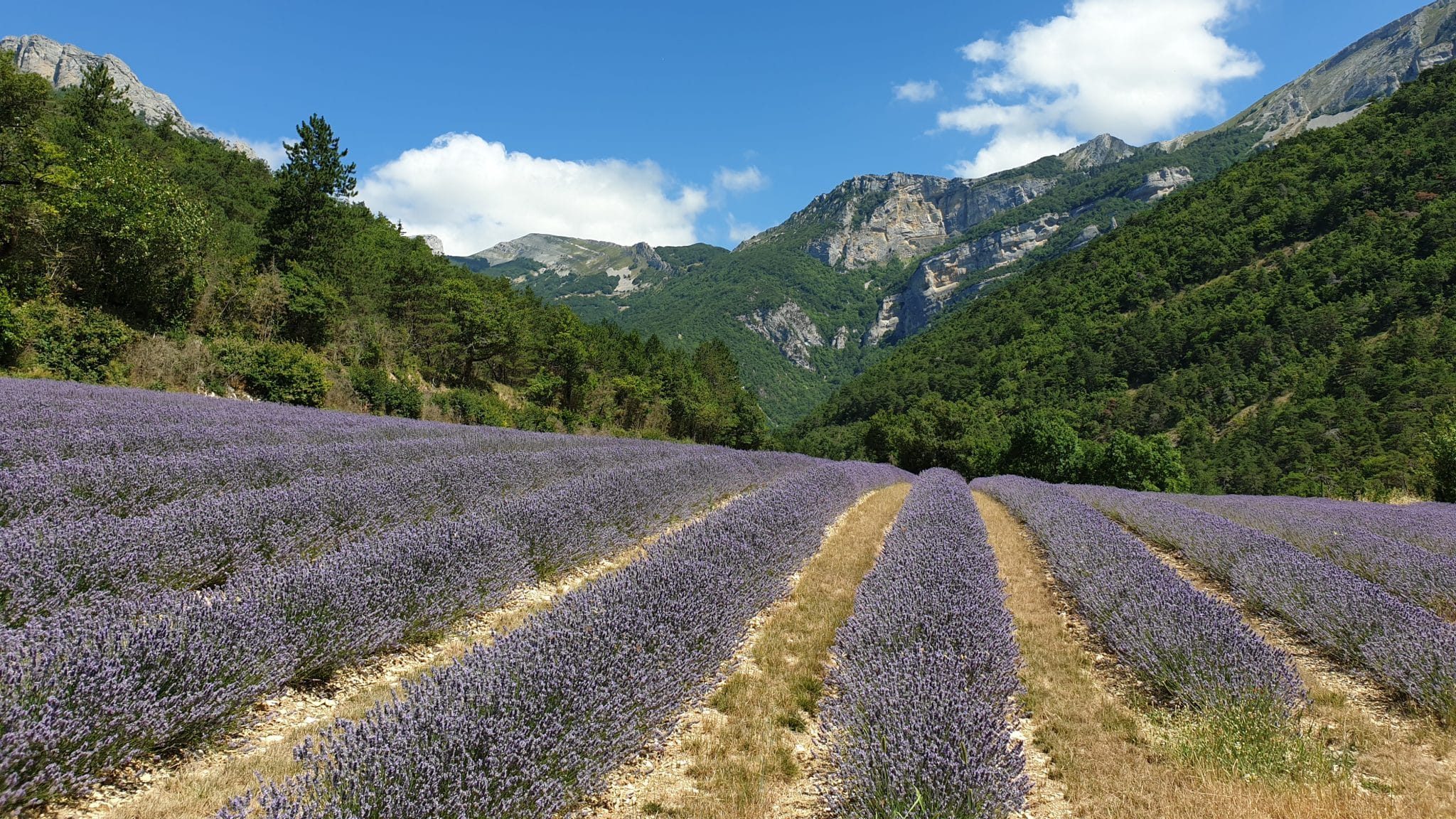 Panier de produits aux fleurs de lavande - Distillerie des 4 Vallées