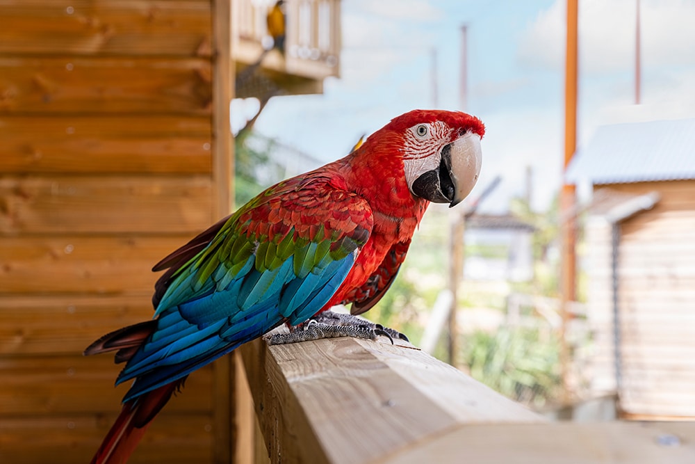 Parrot World : les animaux peuvent vous surprendre à chaque instant