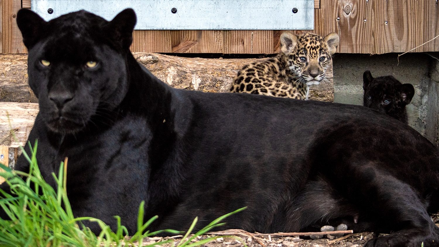 bébés jaguars