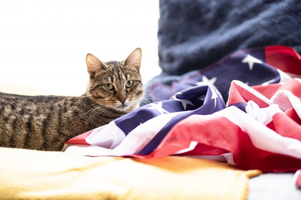 Paris : un escape game propose des chats à l’adoption