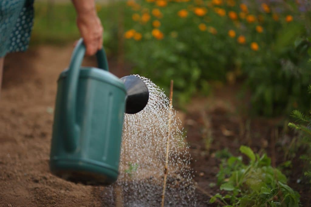Agriculture bio : comment faire pour conserver l’eau ?