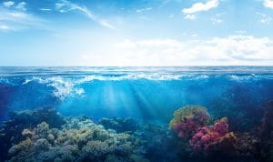 Mouillages écologiques : Temano redonne vie aux fonds marins