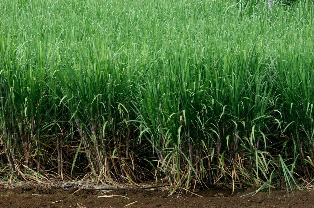 Ensemble, ils ont créé le Flamant, le premier rhum 100% provençal