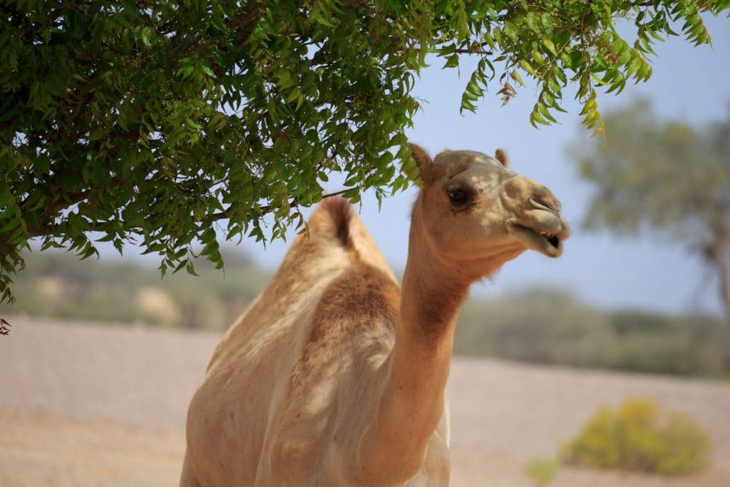 Tailleuse de pierre, Camille est devenue éleveuse de dromadaires