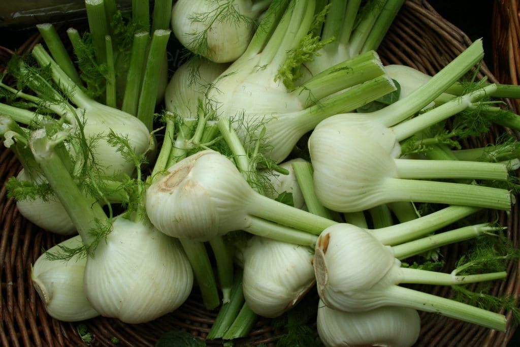 Le fenouil, légume savoureux, bon pour la santé, qui fleure bon l’été