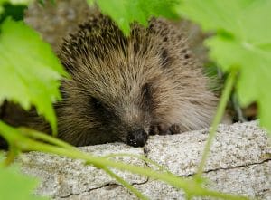 herisson protection animale trouver un hérisson