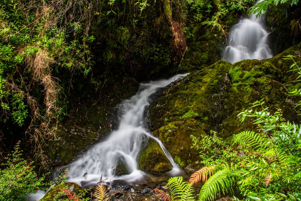 Chili : au parc de Pumalin, dépaysement total assuré