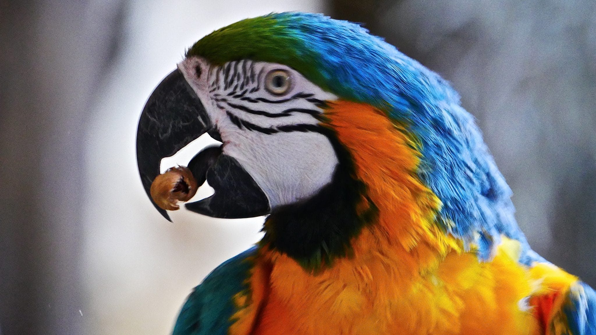 Parrot World : les loutres géantes de ce parc animalier immersif
