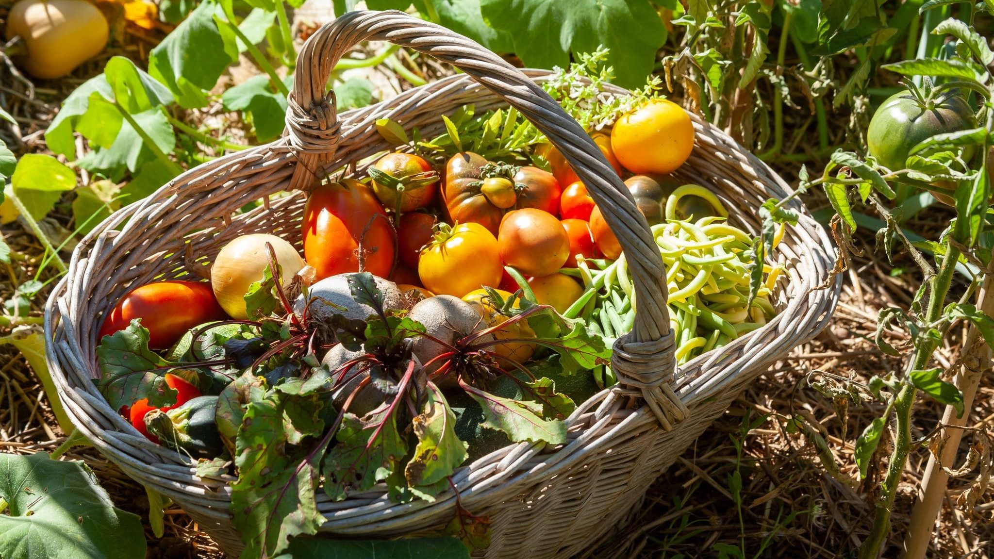 Une association recherche des variétés de légumes et céréales oubliées