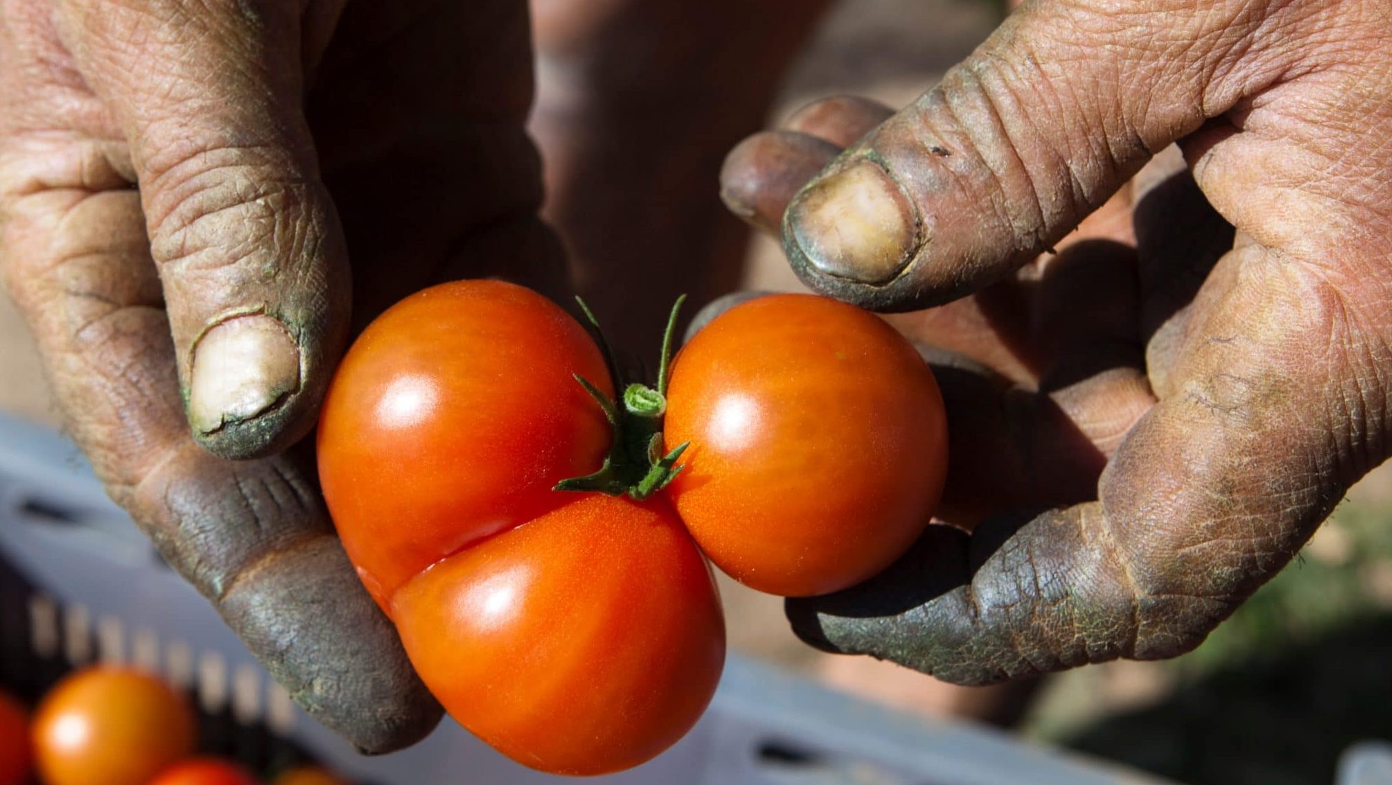 Association Semailles insertion professionnelle agriculture bio