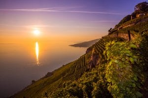 Le vignoble en terrasses de Lavaux est le plus grand vignoble d’un seul tenant de Suisse. 180 familles vigneronnes cultivent et vinifient l’un des meilleurs vins du pays