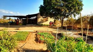 Des champs en agroécologie sous le Soleil de Madagascar (DR/Tsiky Solidarité)