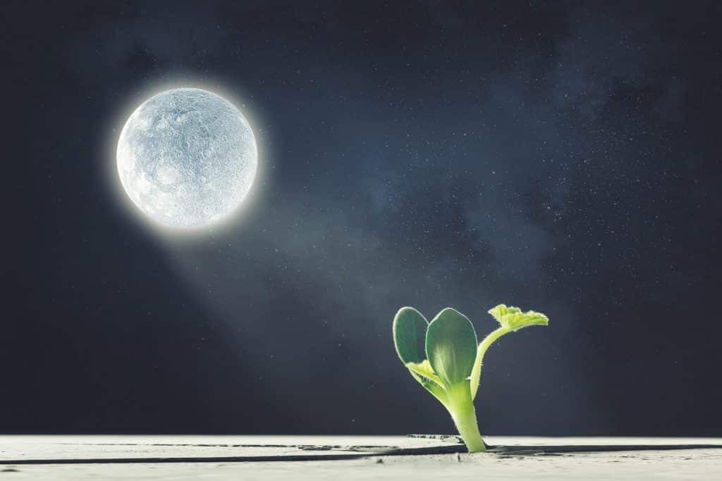 La science a réussi à faire pousser une plante sur du sol lunaire 