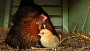 comment se déroule naissance de poussin