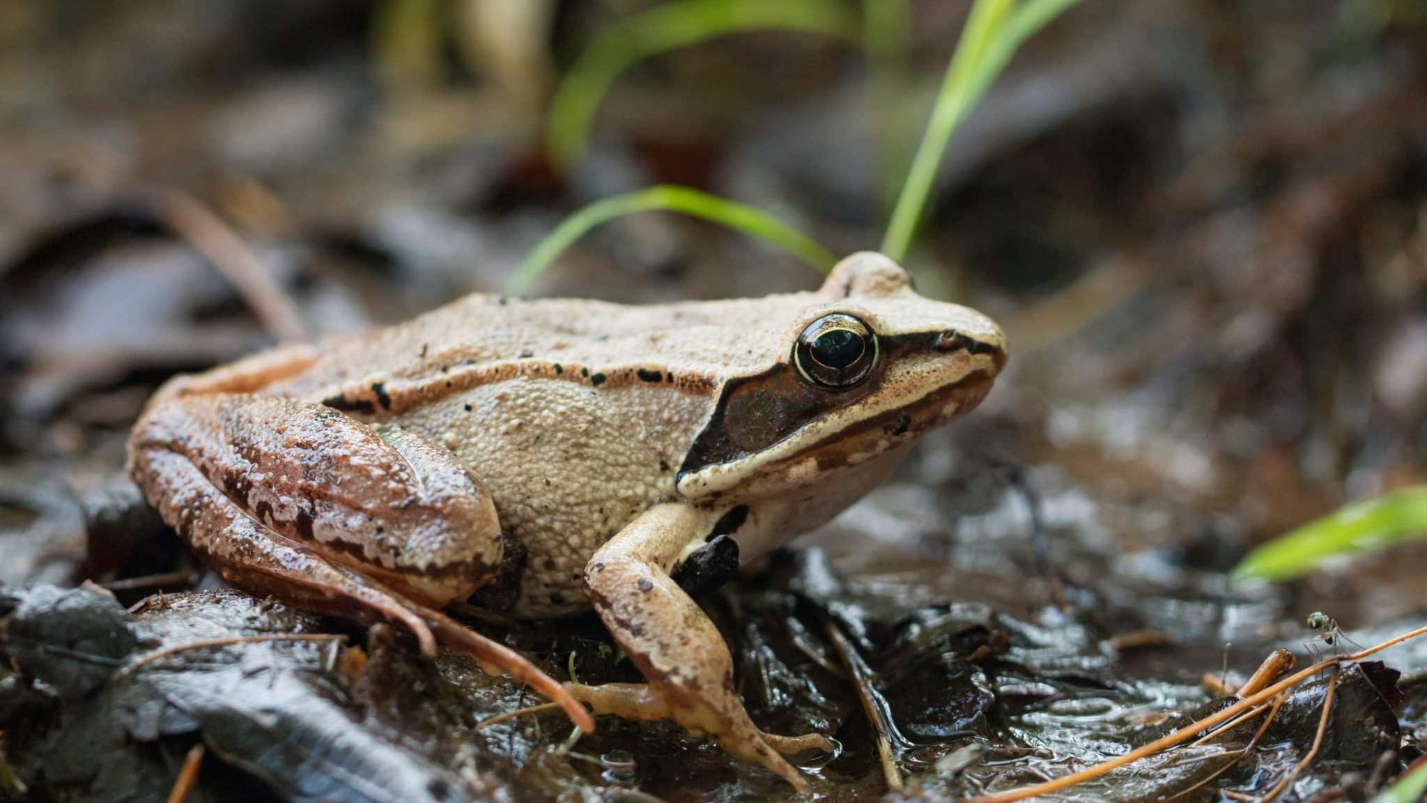 Rana Sylvatica, la grenouille qui gèle et revit après la mort