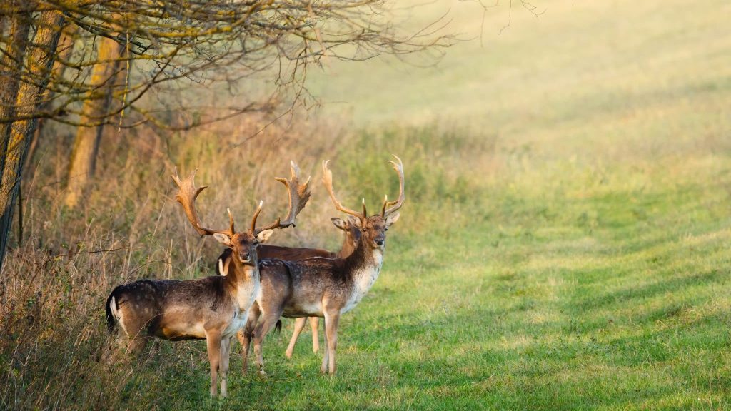 Environnement : la forêt, un lieu de rencontres grandeur nature