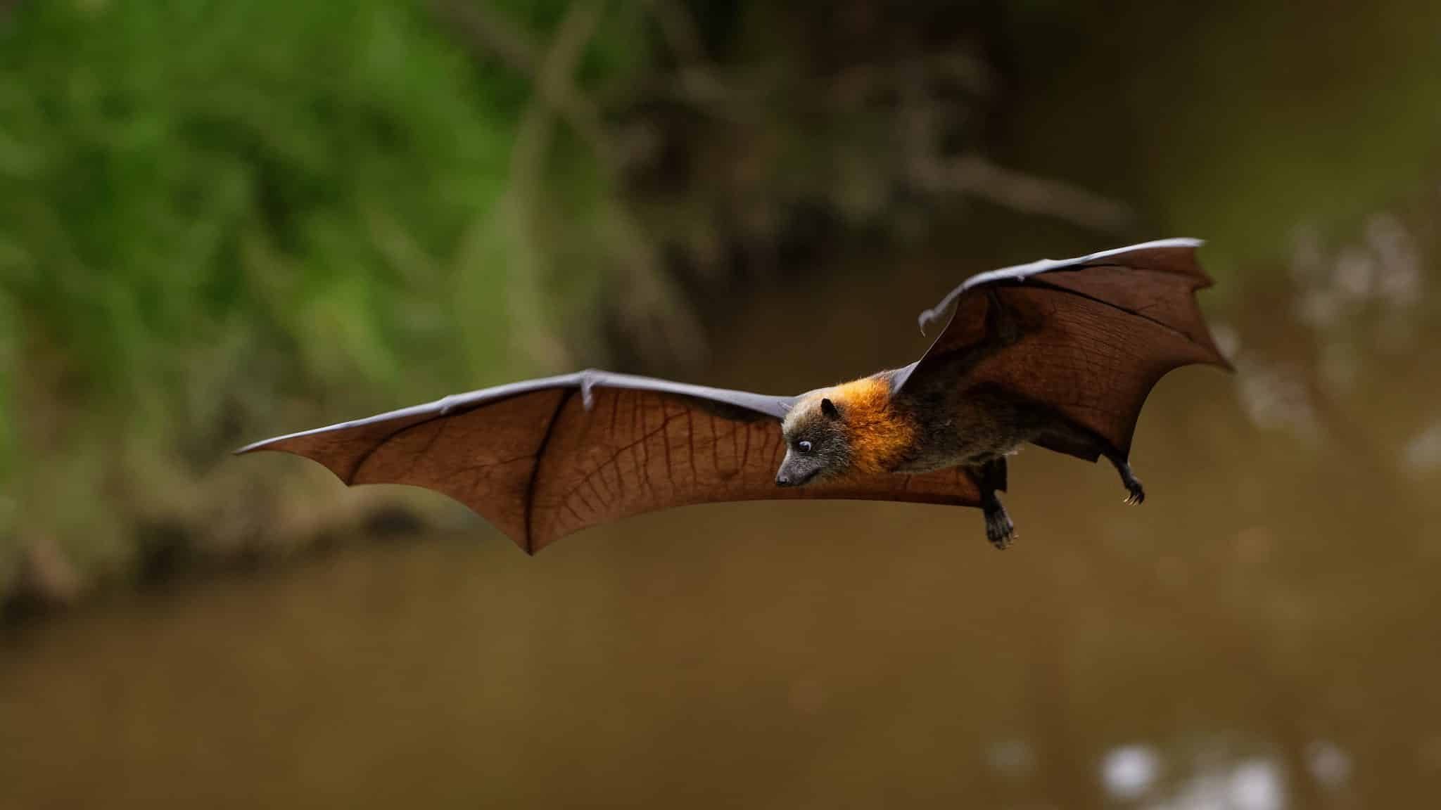 Pourquoi les chauves-souris préfèrent sortir la nuit?