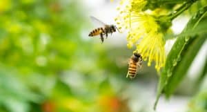 Guêpe, abeille, frelon… les précautions à prendre si vous les croisez