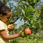 Chapeau de paille : cueillettes