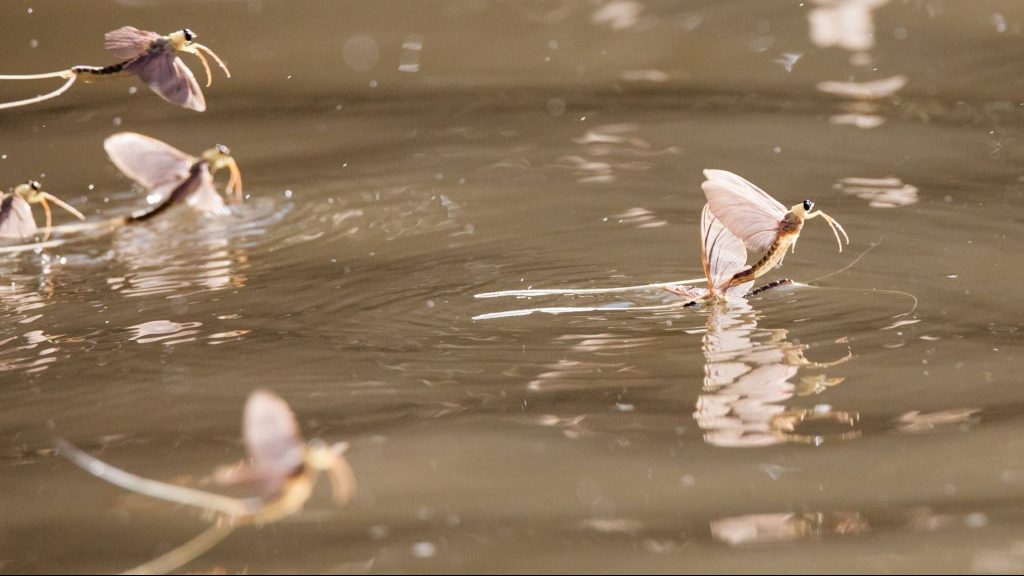 Les éphémères du Tisza, les plus grands éphémères d’Europe