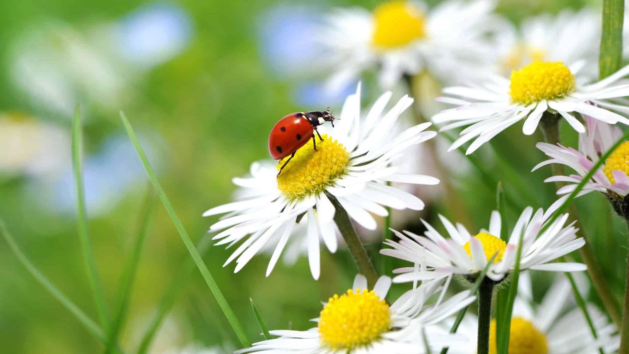 Loire-Atlantique : des balades pour découvrir le monde des insectes