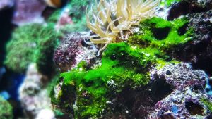 cyanobacterie produisent du courant