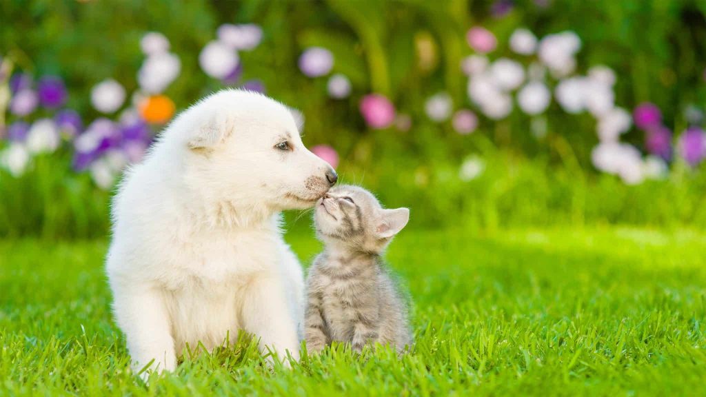 Une application pour prendre soin de son animal de compagnie