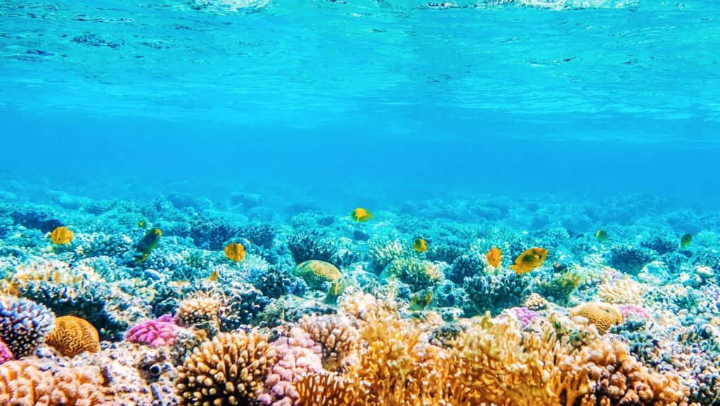 À Tahiti, des gestes barrières pour protéger les coraux