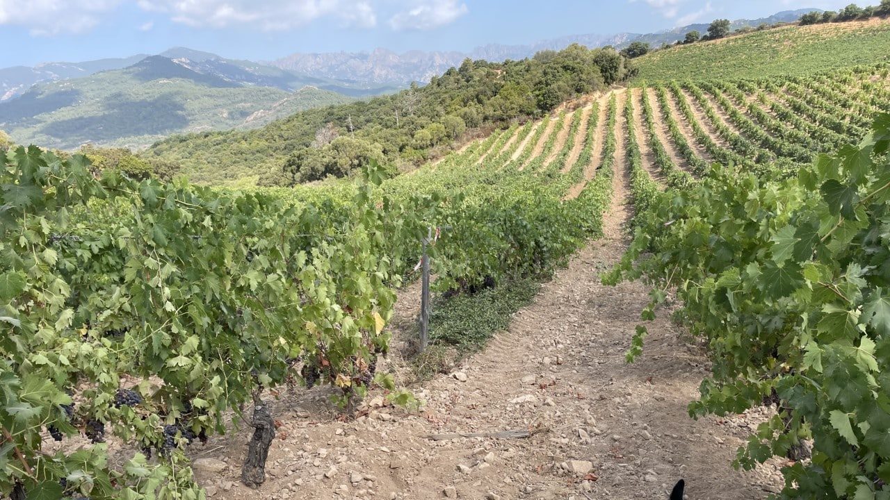 Les vignes de Torraccia en Corse, entre mer et montagne