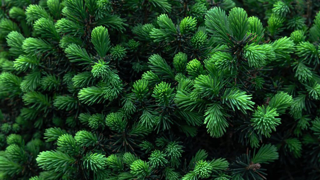 Isère : Enea Sens crée des huiles essentielles à base de conifères