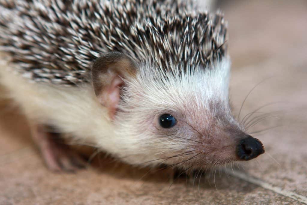 Que faire si vous trouvez un hérisson ? Un appel à la protection animale