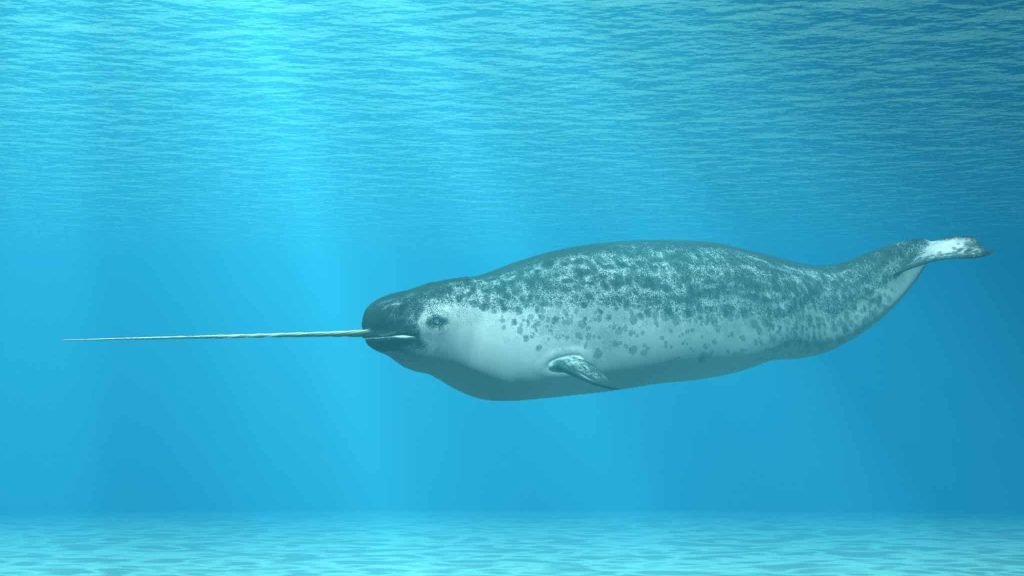Narval, la mystérieuse licorne des mers
