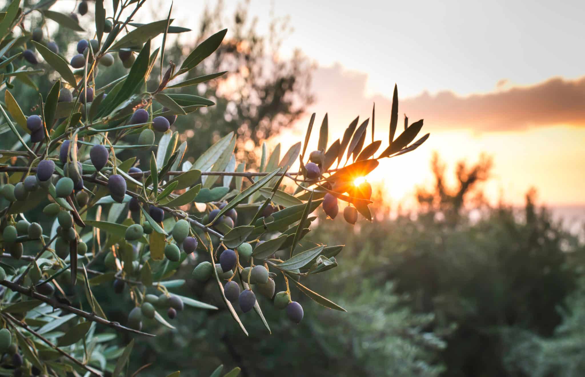 Branches d'oliviers éclairées par un coucher de soleil