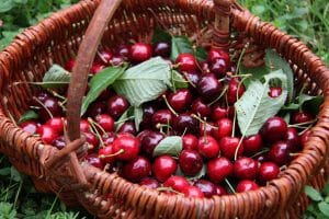 Un panier de cerises