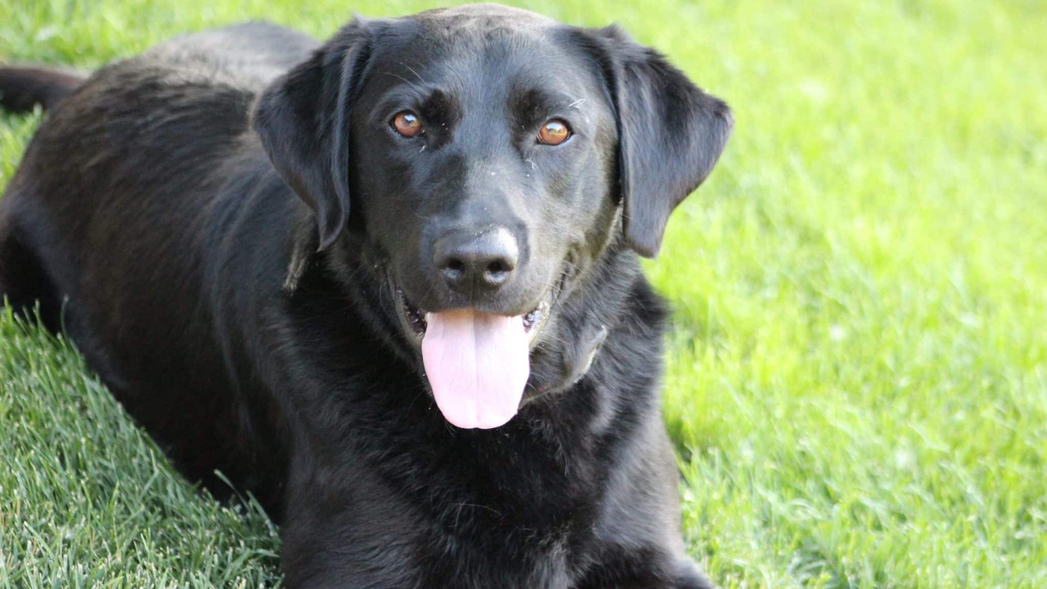 labrador noir chien d'assistance judiciaire